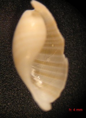 Scaphander lignarius juv.